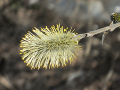 Salix
