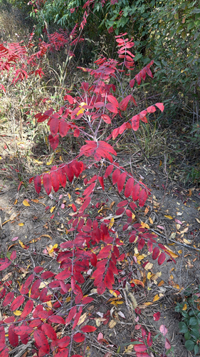 Rhus glabra observed 2026-10-26
