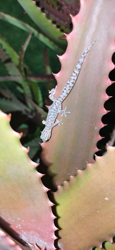 Phyllodactylus, 2026-10-26