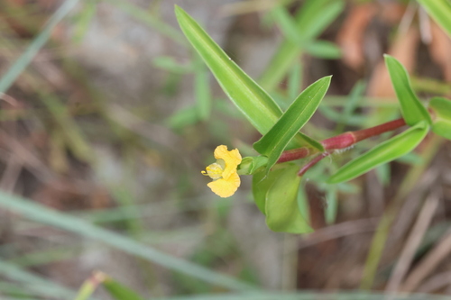 Commelina africana observed 2026-10-26