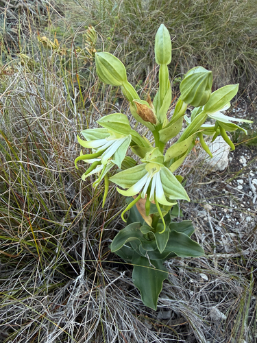 Habenaria observed 2026-10-26