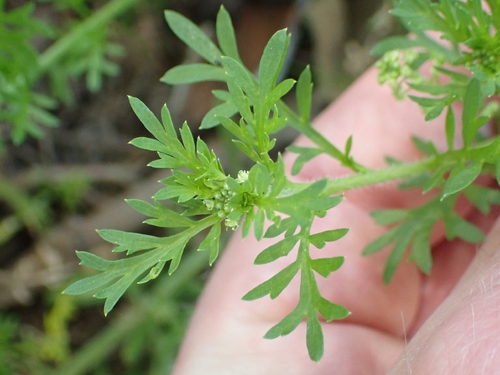 Lepidium didymum observed 2026-10-25