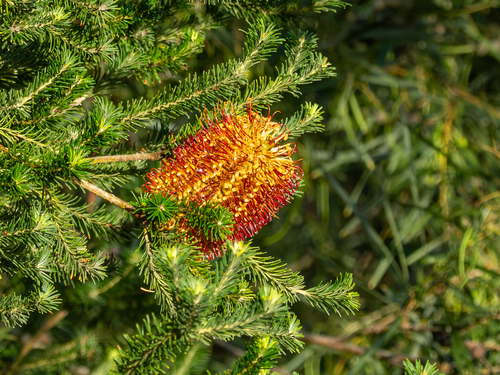 Banksia ericifolia observed 2026-10-26