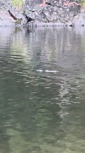 Ornithorhynchus anatinus, 2026-10-27