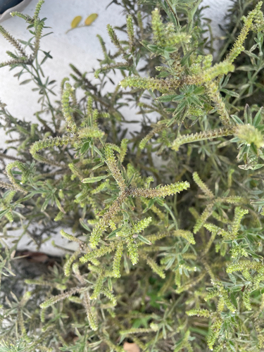 Euploca procumbens observed 2026-10-26