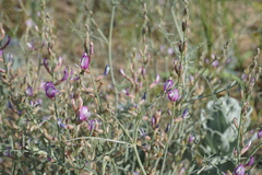Astragalus hyrcanus
