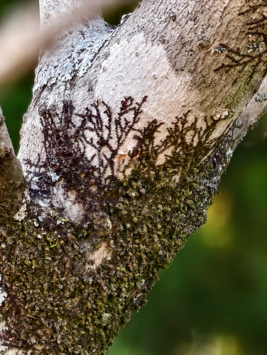 Frullania observed 2026-10-25