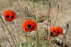 Papaver arenarium