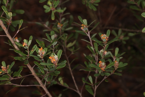 Pultenaea daphnoides observed 2026-10-26