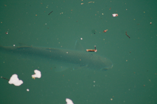 Mugil cephalus observed 2026-10-25