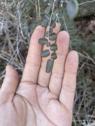 Pellaea andromedifolia, 2026-10-26