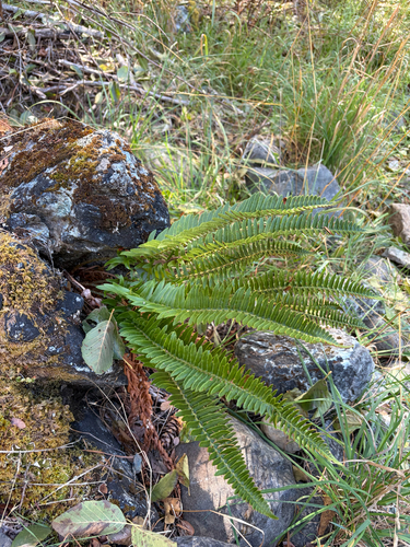 Polystichum imbricans observed 2026-10-24