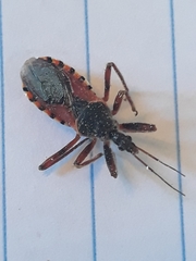 Rhynocoris ventralis