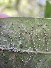 Euthoracaphis umbellulariae