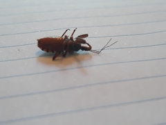 Rhynocoris ventralis