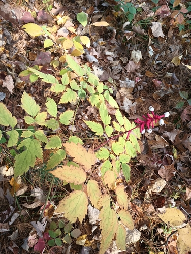 Actaea observed 2026-10-26