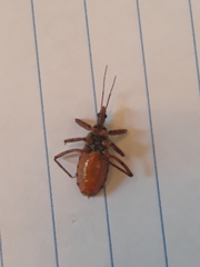 Rhynocoris ventralis