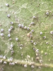 Euthoracaphis umbellulariae