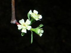Euphorbia macvaughii