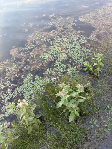 Pluchea odorata observed 2026-10-26