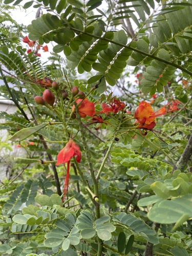 Caesalpinia pulcherrima observed 2026-10-26
