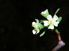 Euphorbia macvaughii