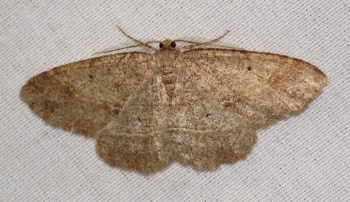 Signate Melanolophia Moth photo 4