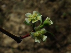Euphorbia macvaughii
