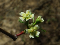 Euphorbia macvaughii