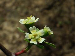Euphorbia macvaughii