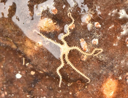 Amphipholis squamata observed 2026-10-26