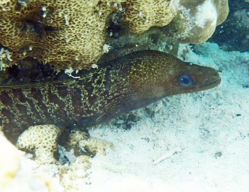 Gymnothorax observed 2026-10-26