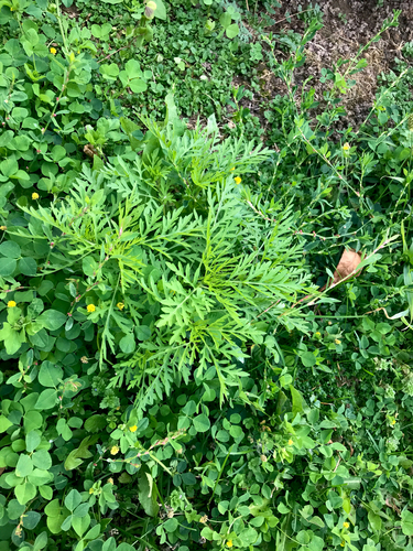 Ambrosia artemisiifolia observed 2026-10-26
