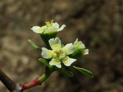 Euphorbia macvaughii