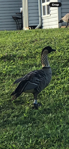 Branta sandvicensis observed 2026-10-26