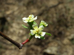 Euphorbia macvaughii