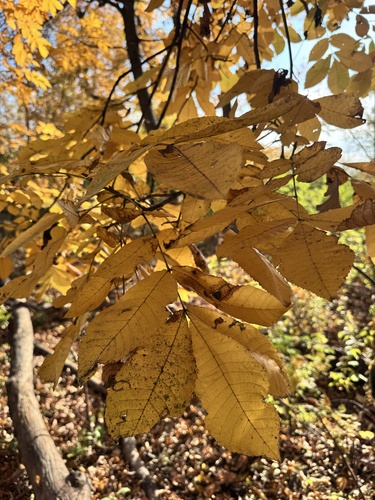 Carya cordiformis observed 2026-10-26