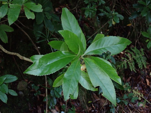 Clethra observed 2026-10-26