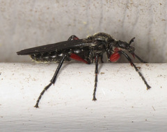Bibio femoratus