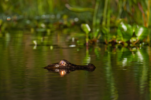 Caiman crocodilus observed 2026-10-24