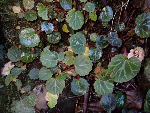 Begonia observed 2026-10-26