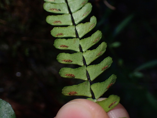 Asplenium monanthes observed 2026-10-26