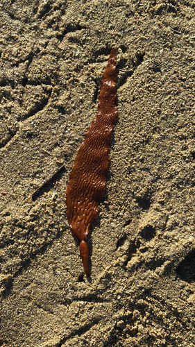 Macrocystis angustifolia observed 2026-10-24
