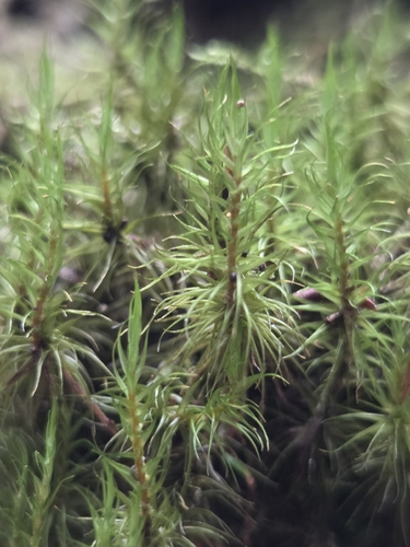 Dicranum scoparium observed 2026-10-26