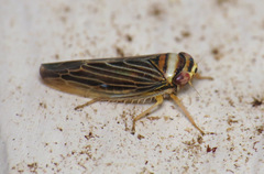 Colladonus brunneus