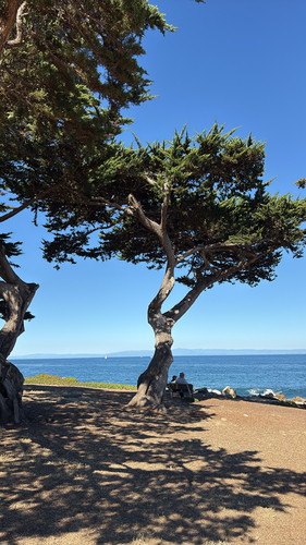 Cupressus macrocarpa observed 2026-10-24