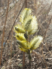 Salix