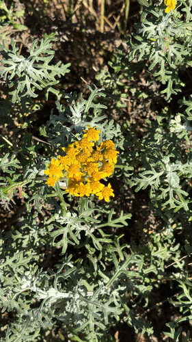 Eriophyllum staechadifolium, 2026-10-24