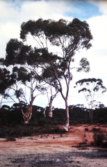 Eucalyptus salmonophloia