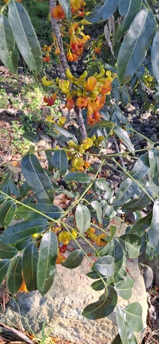 Castanospermum australe observed 2026-10-27